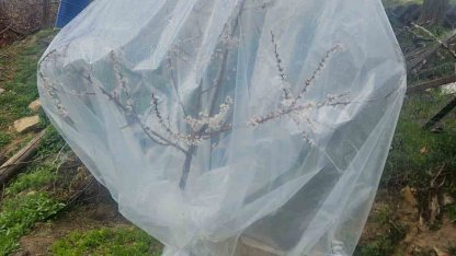 Malatya’da kayısı üreticileri zirai don için alarma geçti