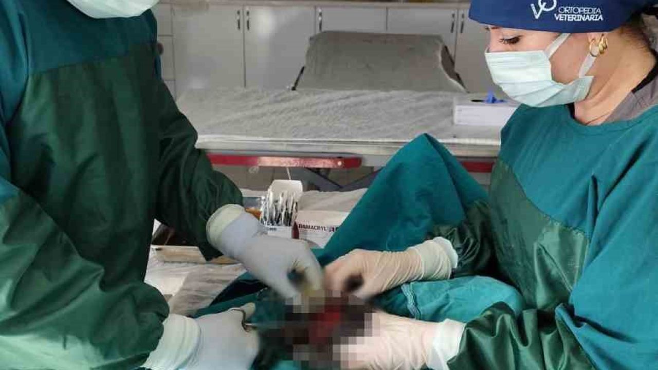 Mardin Hayvan Bakımevinde köpekteki 1 kiloluk tümör operasyonla alındı