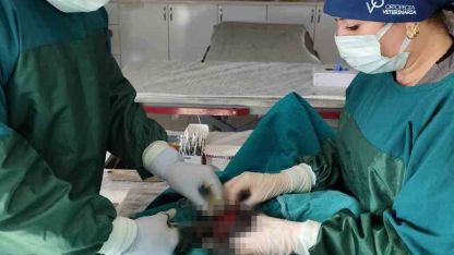 Mardin Hayvan Bakımevinde köpekteki 1 kiloluk tümör operasyonla alındı