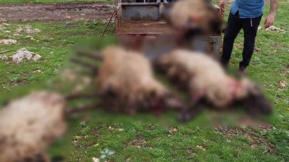 Mardin’de yıldırım düşmesi sonucu 8 küçükbaş hayvan telef oldu