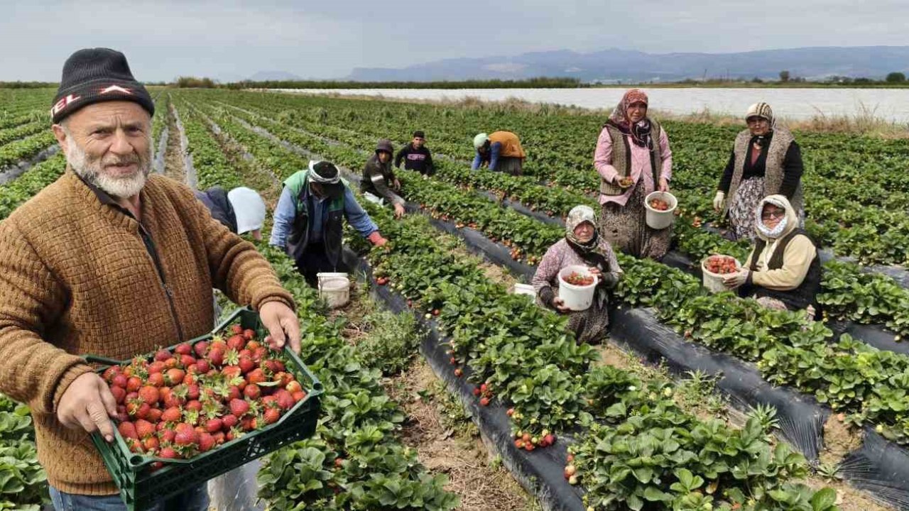 Mersin’de açıkta çilek hasadı başladı: İç pazarda kilogramı 65 ile 75 TL arasında