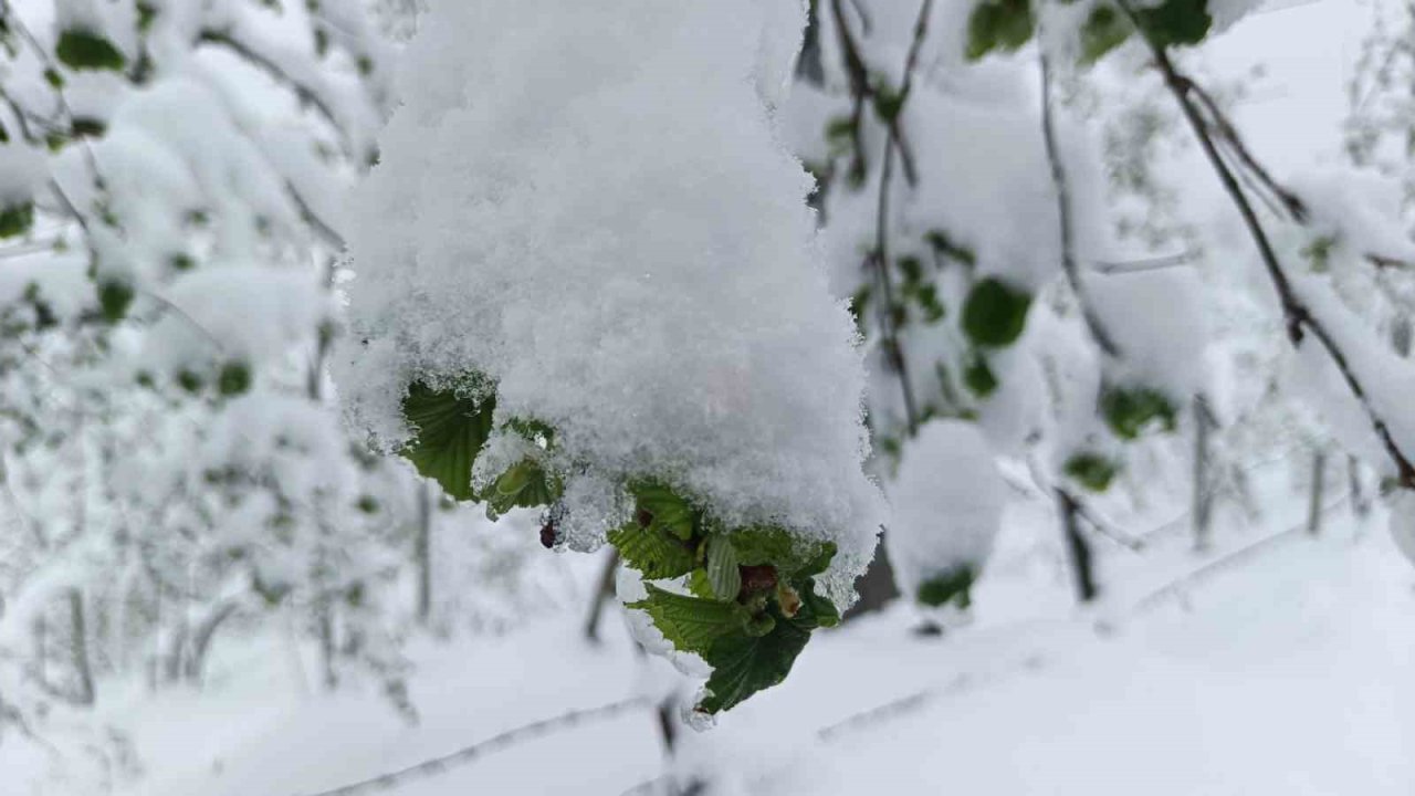 Meteorolojiden Ordu’da zirai don uyarısı