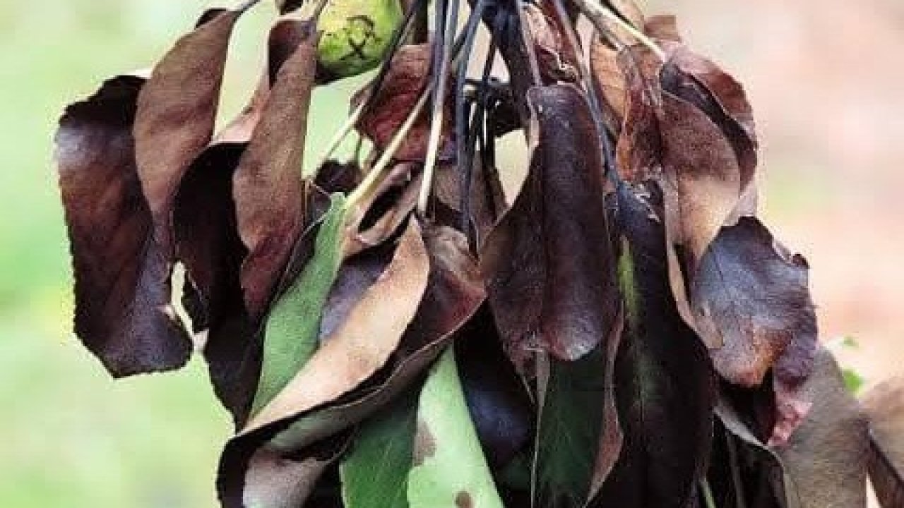 Meyve üreticilerine ateş yanıklığı uyarısı