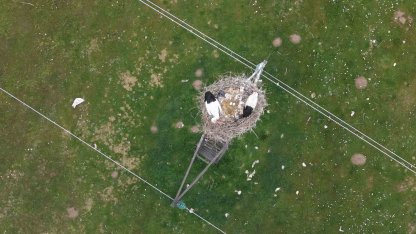 Muş Ovası’nda baharın habercisi leylekler kuluçkaya hazırlanıyor