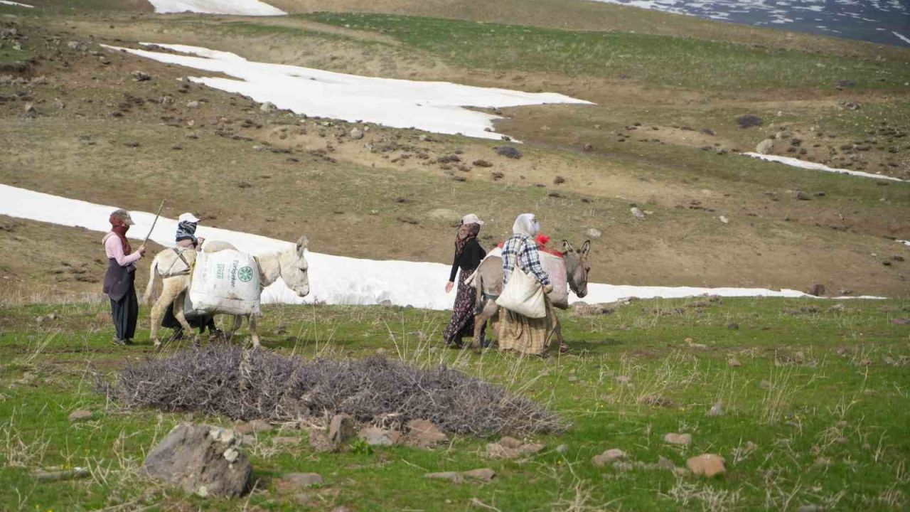 Muş’ta çiriş otu köylülerin geçim kaynağı oldu