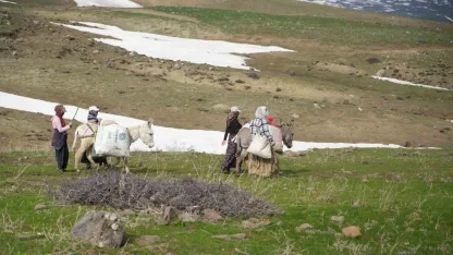 Muş’ta çiriş otu köylülerin geçim kaynağı oldu