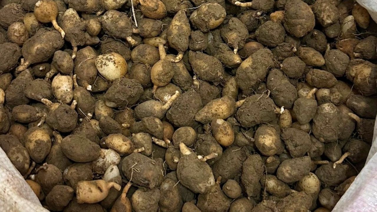 Nesli tehlike altındaki bitkinin yumrularını söken kişiye yarım milyonluk ceza