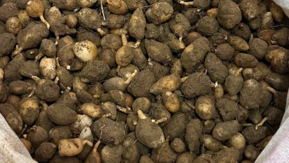 Nesli tehlike altındaki bitkinin yumrularını söken kişiye yarım milyonluk ceza