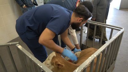 OMÜ Hayvan Hastanesi 2025’te 30 binden fazla vakaya müdahale etti