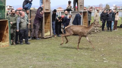 Ordu’da doğaya 16 kızıl geyik salındı