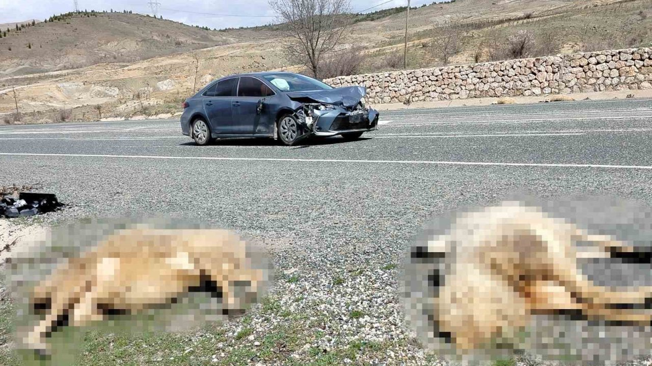 Otomobil koyun sürüsüne daldı: 9 koyun telef oldu