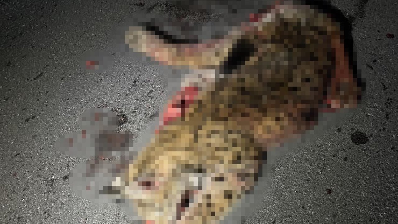 Otomobilin çarptığı koruma altındaki vaşak telef oldu