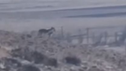 Özalp’te sürüye saldırmak için fırsat kollayan kurtlar görüntülendi