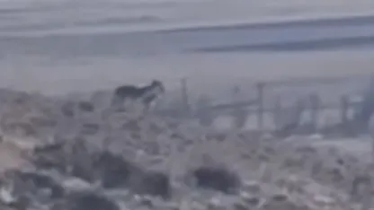 Özalp’te sürüye saldırmak için fırsat kollayan kurtlar görüntülendi