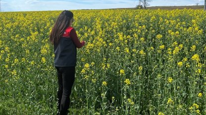 Pehlivanköy’de çiçek açan kanola bitkinin fizyolojik gelişimi incelendi