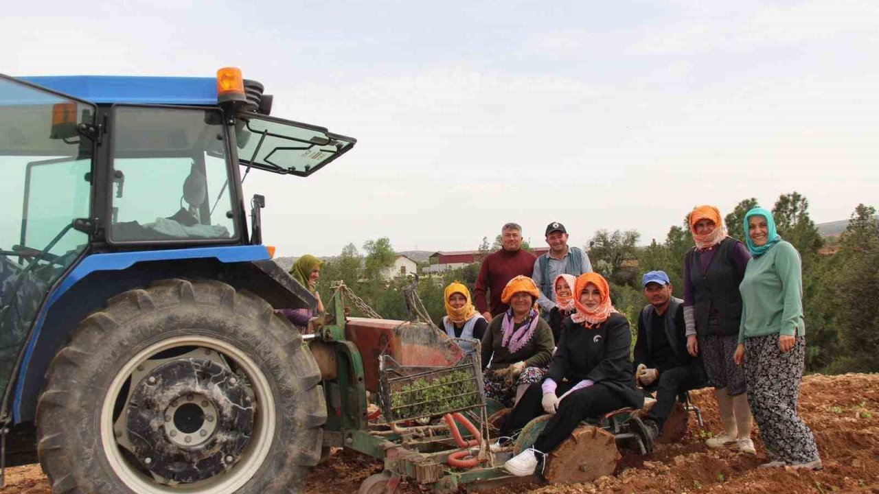 Poşusunu takan Kaymakam Kuran üreticilerle birlikte kekik dikti