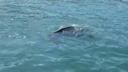 Rize’de nadir görülen deniz kaplumbağası balıkçının kamerasına yansıdı