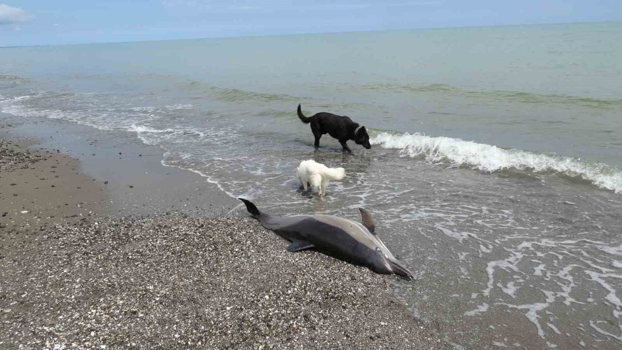 Sahile vuran ölü yunuslar tedirgin ediyor
