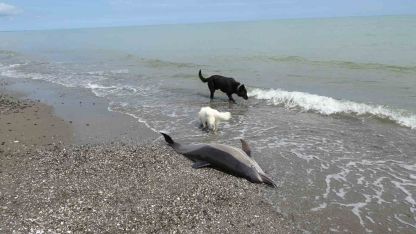 Sahile vuran ölü yunuslar tedirgin ediyor