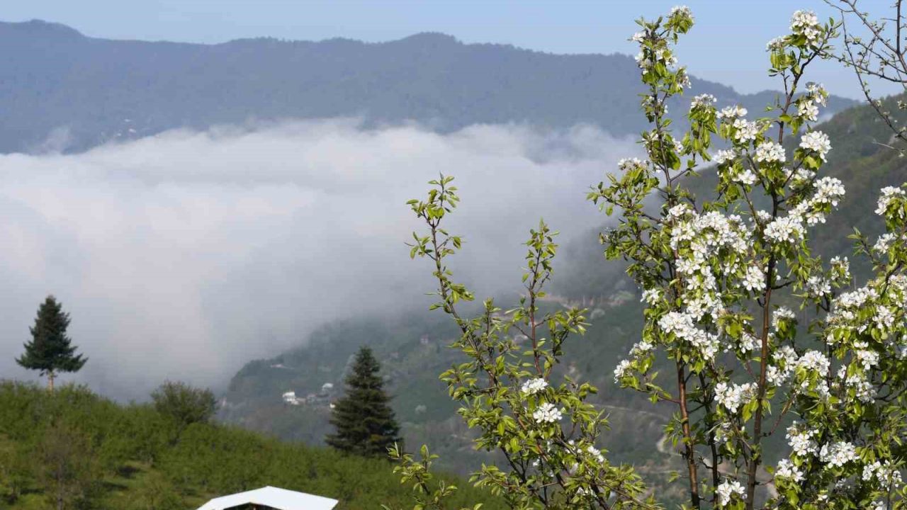 Sakarya’nın yüksek kesimlerinde bahar güzelliği