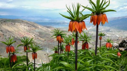 Sakız Dağı’nda ters laleler görsel şölen sunuyor