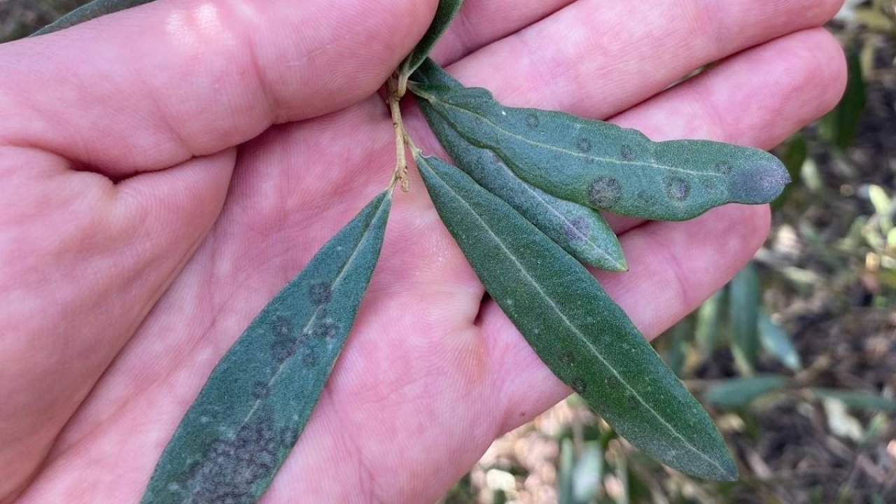 Salihli’de ‘Halkalı leke’ uyarısı