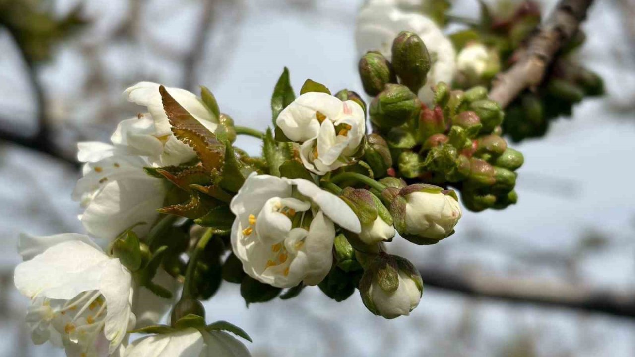 Salihli’de ‘Monilya’ tehlikesi