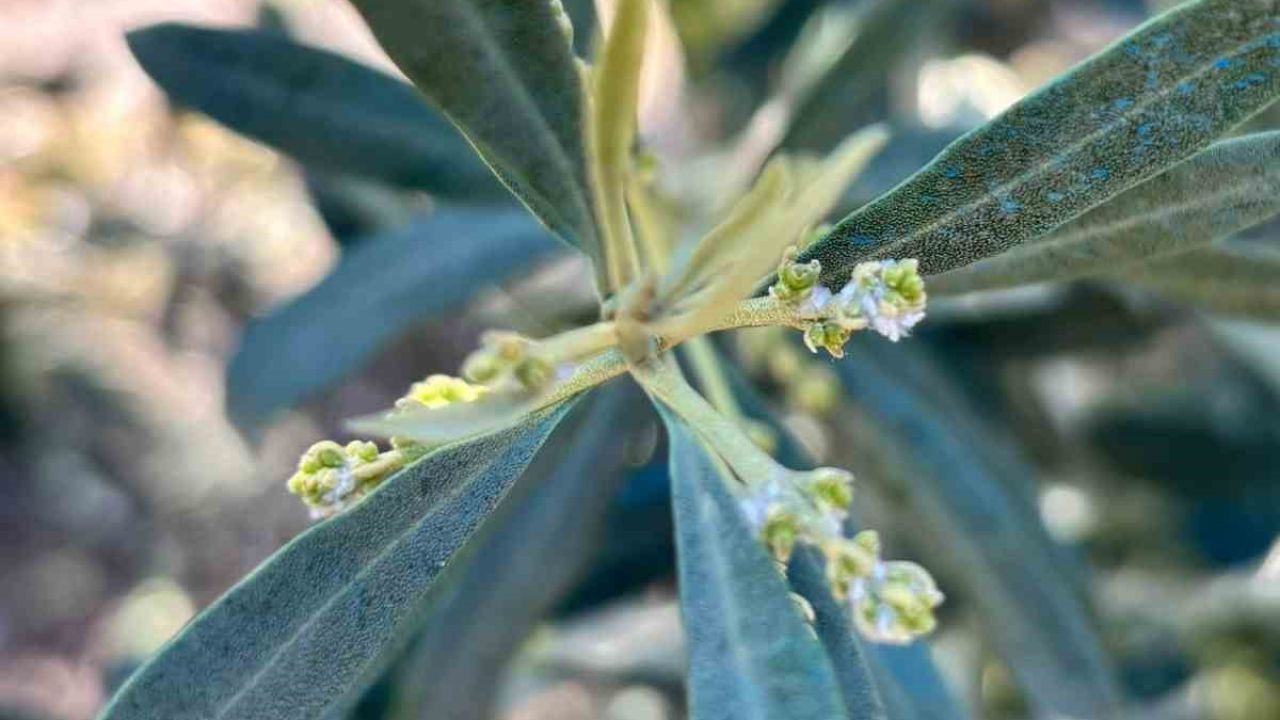 Salihli’de zeytin üreticilerine "Zeytin Pamuklu Biti" uyarısı