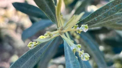 Salihli’de zeytin üreticilerine "Zeytin Pamuklu Biti" uyarısı