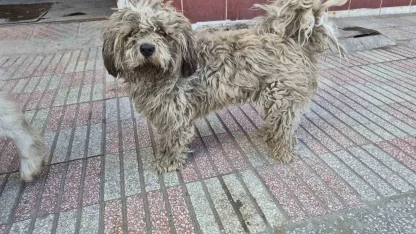 Sanayide tüyleri kirlenen beyaz köpek adeta kapkara oldu