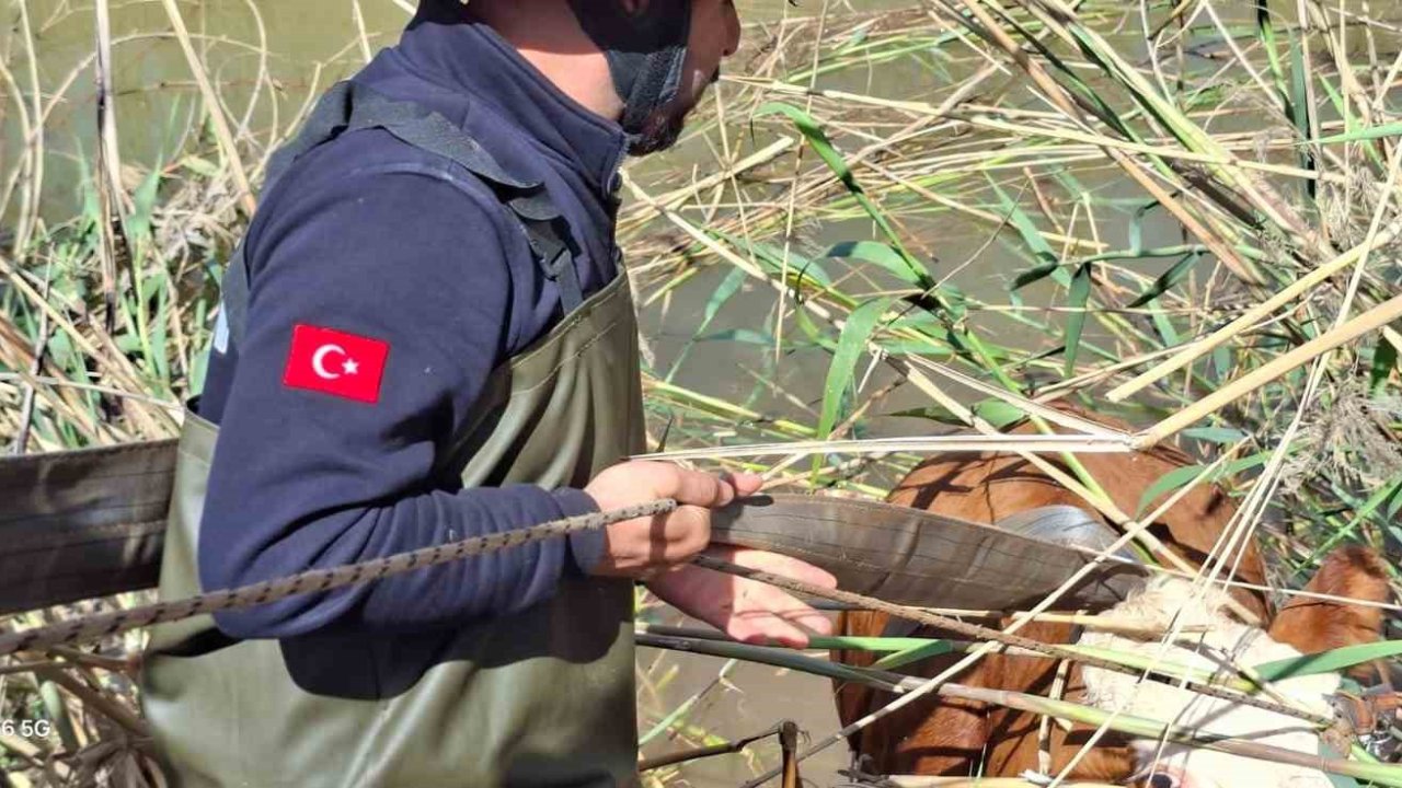 Şanlıurfa’da tahliye kanalına düşen 2 inek kurtarıldı