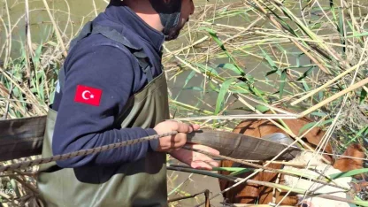 Şanlıurfa’da tahliye kanalına düşen 2 inek kurtarıldı