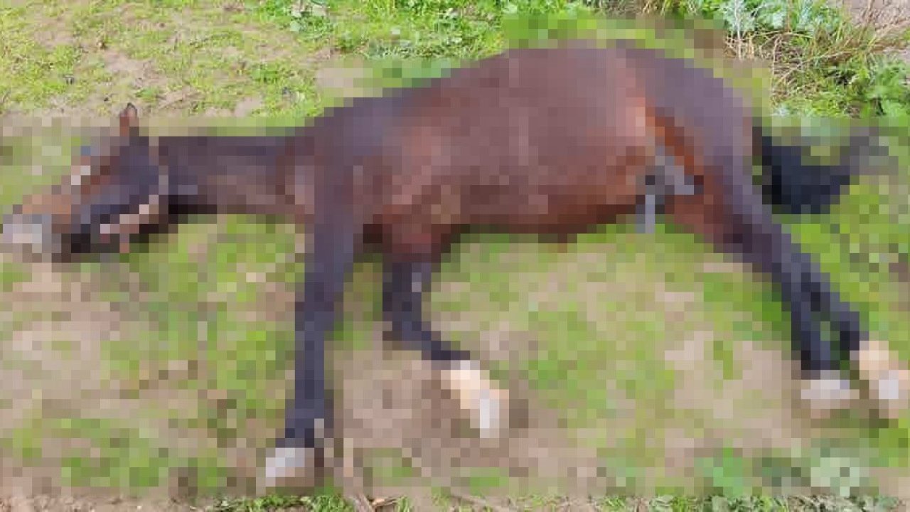 Şanlıurfa’da yıldırım isabet eden at telef oldu
