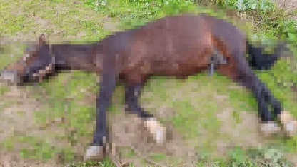 Şanlıurfa’da yıldırım isabet eden at telef oldu