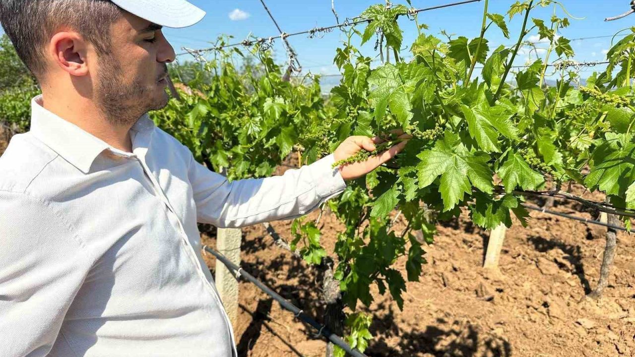 Sarıgöl bağlarında 3K hamlesi