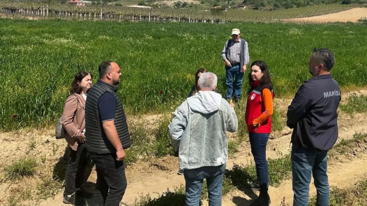 Sarıgöl’de incir hamlesi