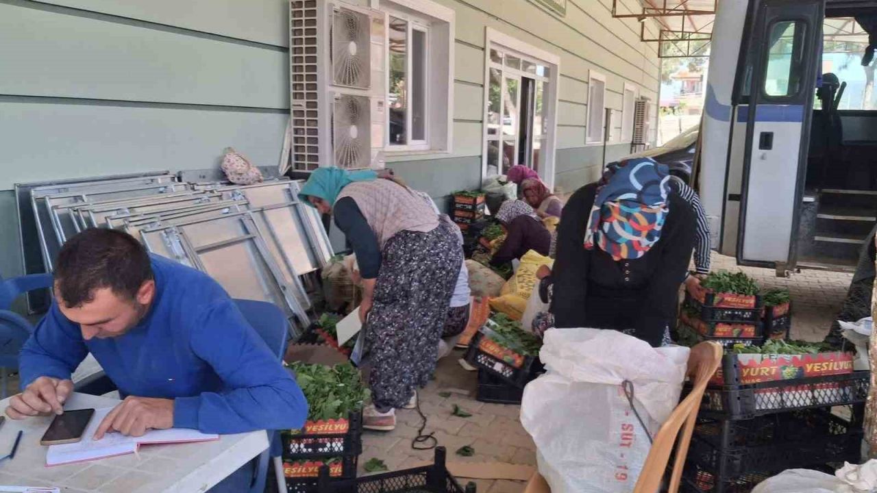 Sarıgöl’de taze bağ yaprağı mesaisi başladı