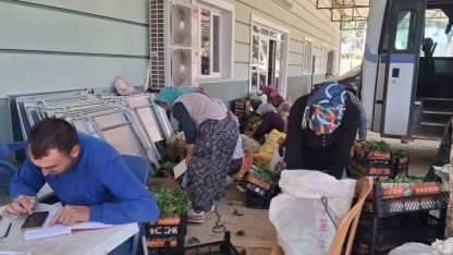 Sarıgöl’de taze bağ yaprağı mesaisi başladı