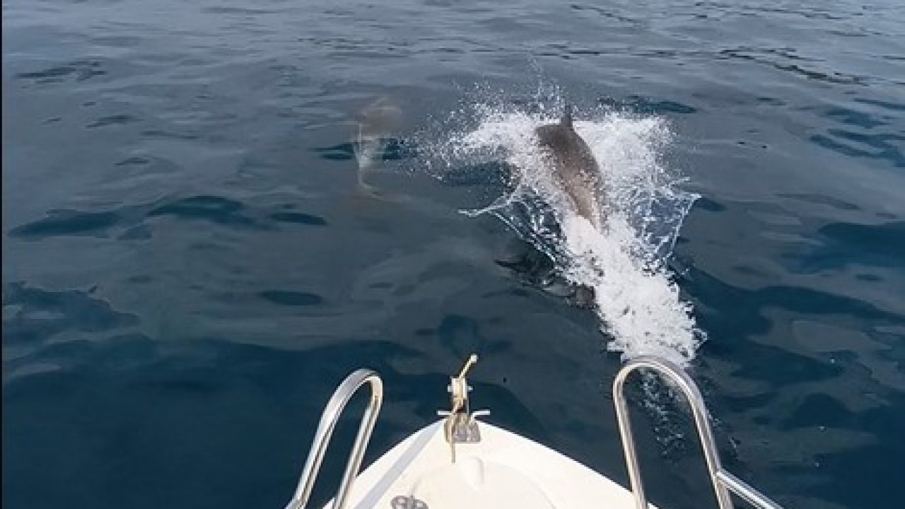 Saros Körfezi’nde yunuslar tekne ile yarıştı