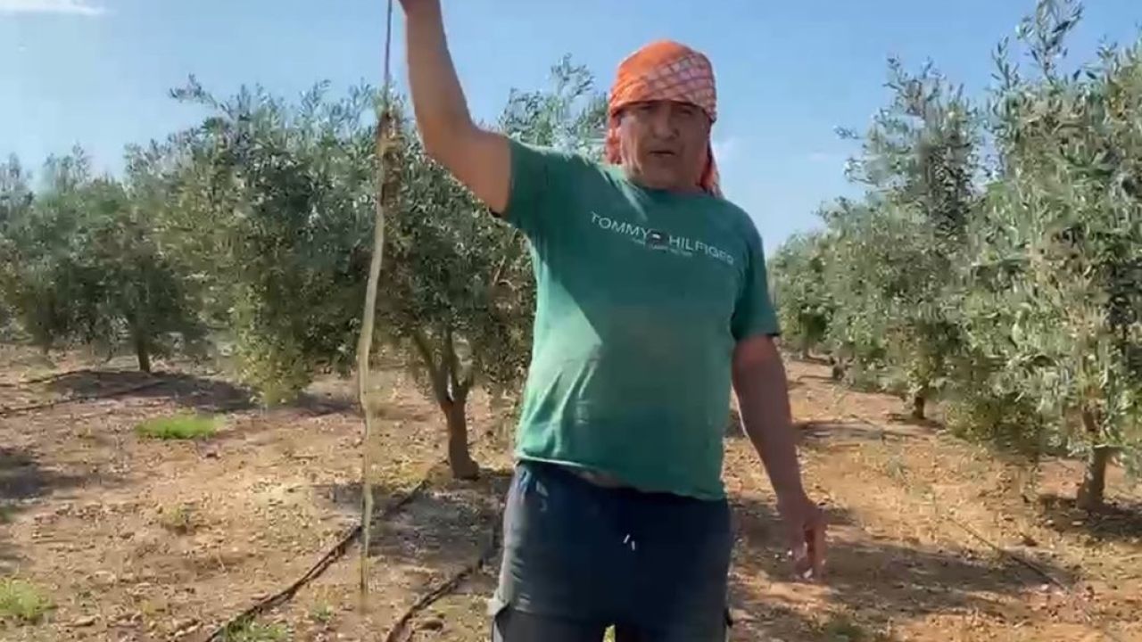 Serada karpuz toplarken yılanla burun buruna geldi