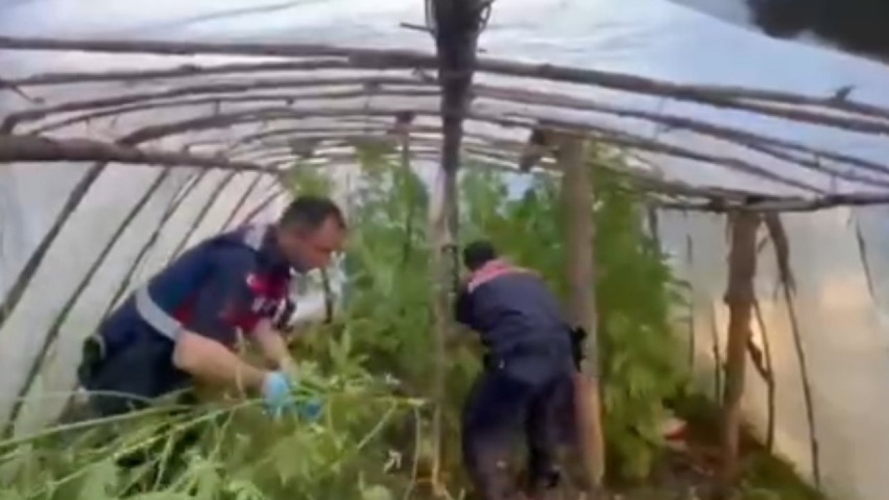 Serayı uyuşturucu tarlasına çevirmiş