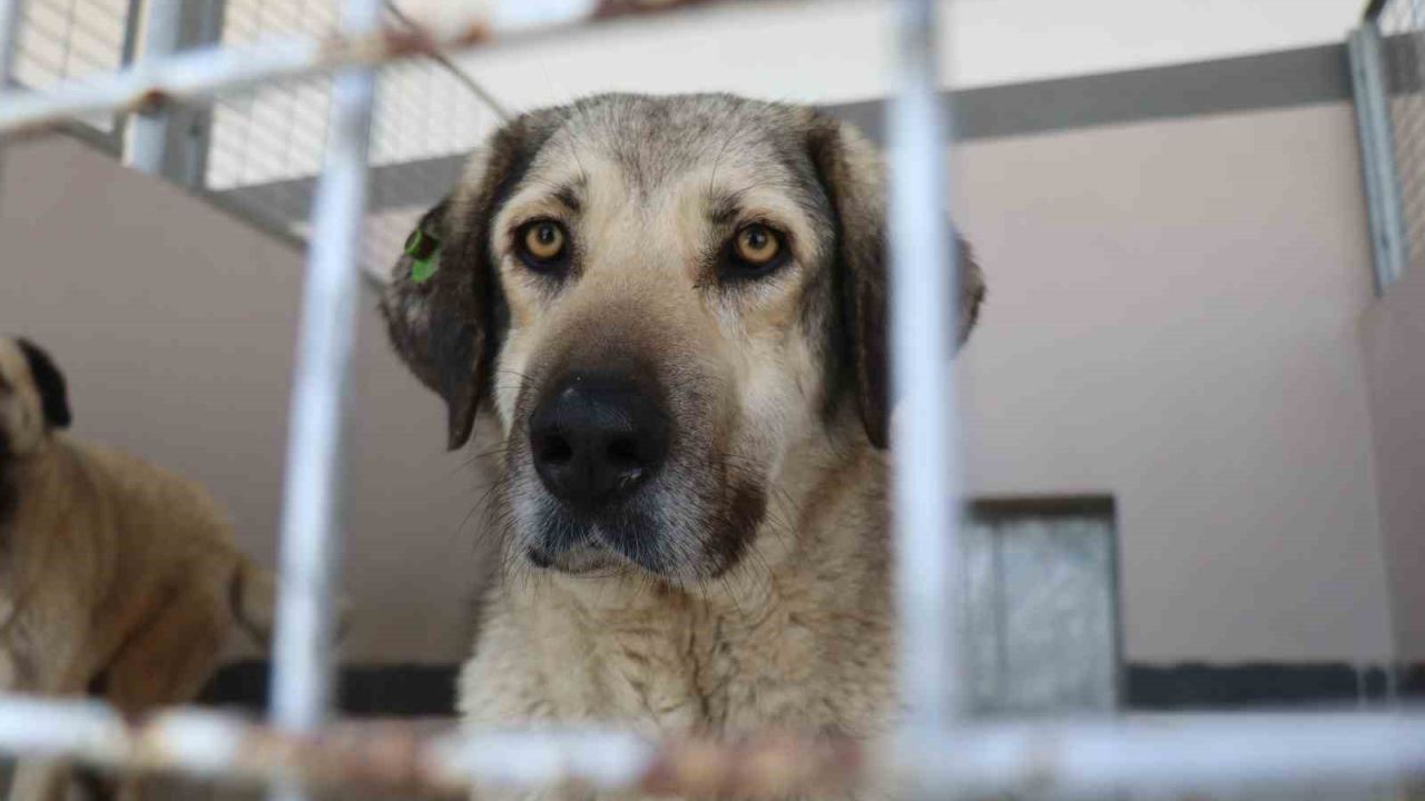 Şikayetler 100’den 20’ye indi: Başiskele’de sokak hayvanı şikayetleri büyük oranda düştü