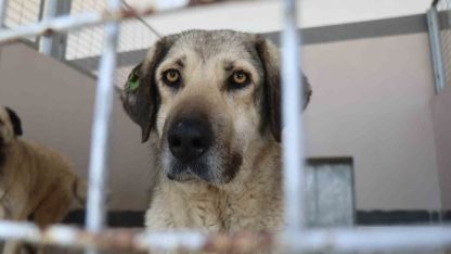 Şikayetler 100’den 20’ye indi: Başiskele’de sokak hayvanı şikayetleri büyük oranda düştü