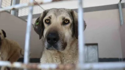 Şikayetler 100’den 20’ye indi: Başiskele’de sokak hayvanı şikayetleri büyük oranda düştü