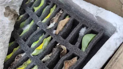 Sınır kapısında tropikal kelebek pupası ele geçirildi