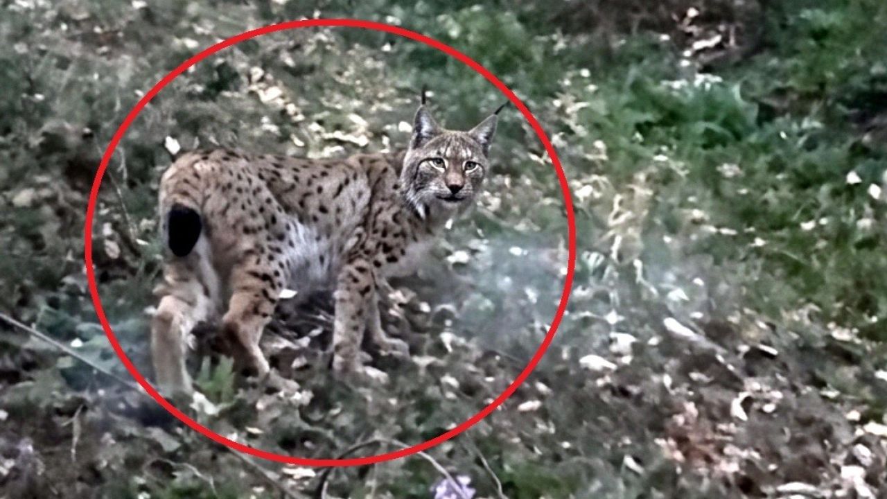 Sinop’ta vaşak görüntülendi