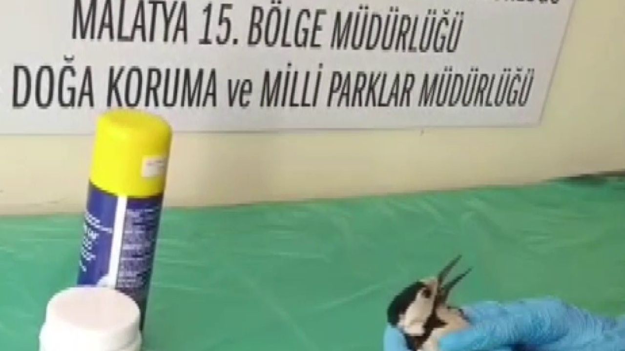 Sivas’ta bitkin halde bulunan ağaçkakan, tedavi edilip doğaya salındı