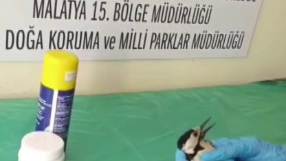 Sivas’ta bitkin halde bulunan ağaçkakan, tedavi edilip doğaya salındı