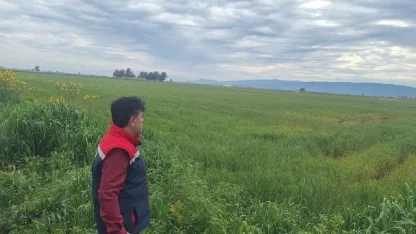 Söke’de hububat ekili araziler denetlendi