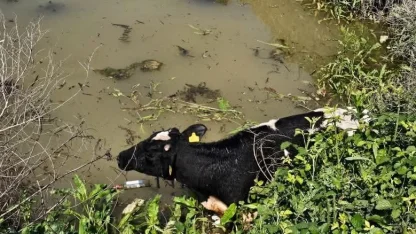 Su kanalına düşen inek itfaiye ekipleri tarafından kurtarıldı